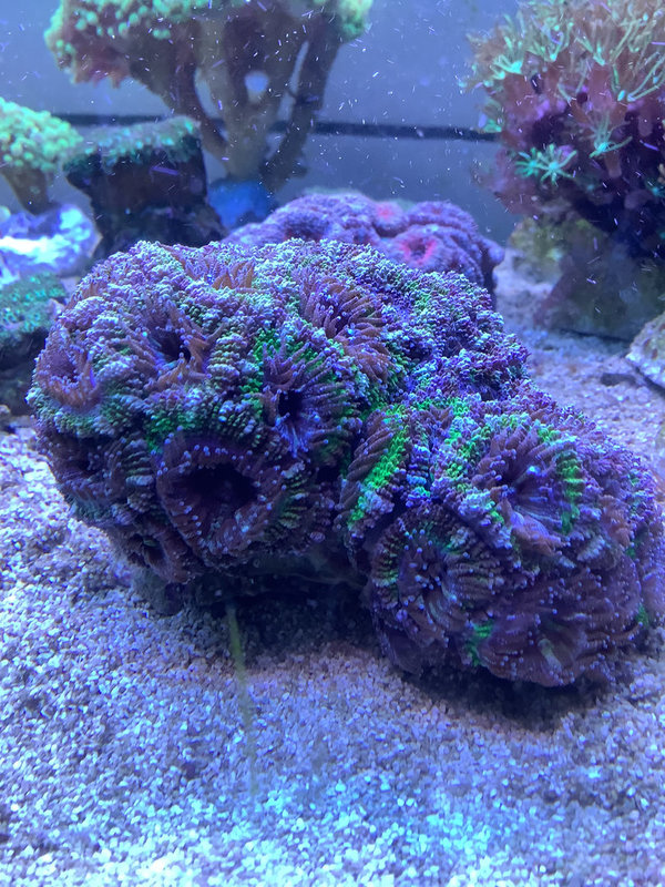 Acanthastrea lordhowensis green