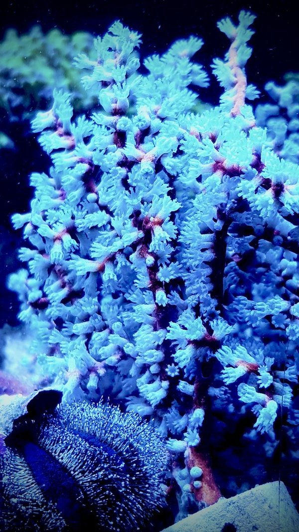 Anthogorgia - Gorgonia Blueberry