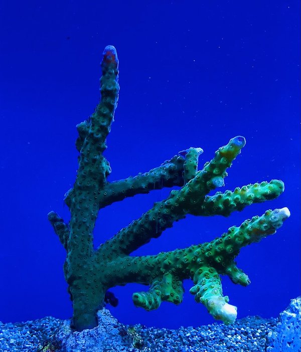 Acropora sp. grün 2